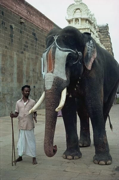 Temple elephant near Tiruchirapali, Srirangum Nyak, India, Asia