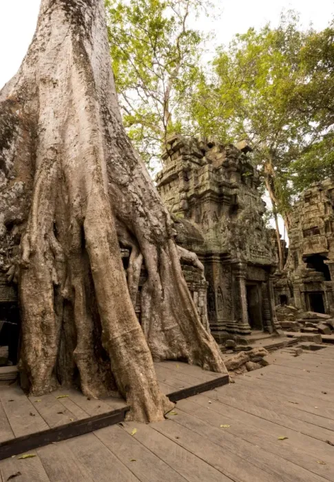Framed Print : Temple of Ta Prohm, Angkor, UNESCO World Heritage Site, Siem Reap, Cambodia, Indochina, Southeast Asia, Asia Framed Print : Temple of Ta Prohm, Angkor, UNESCO World Heritage Site, Siem Reap, Cambodia, Indochina, Southeast Asia, Asia