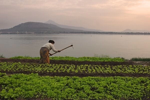 Tending the crops on the banks of the Mekong river