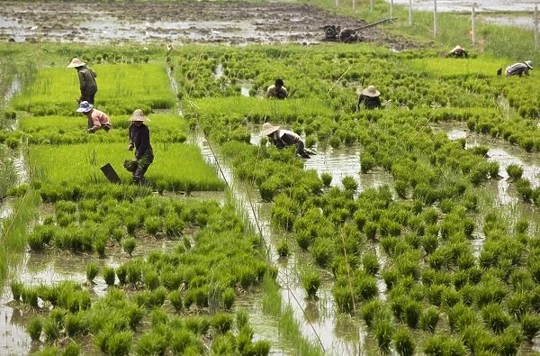 Tending the rice paddies, Shan State, Myanmar (Burma), Asia