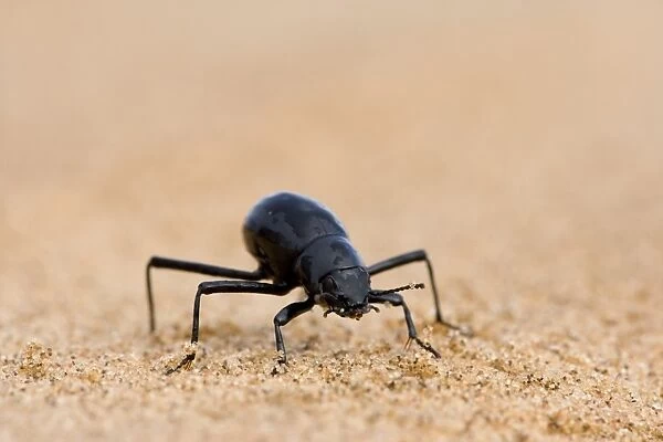 Tenebrionid beetle (Onymacris unguicularis)