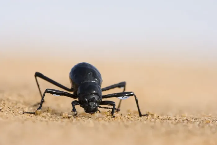 Framed Print : Tenebrionid beetle (Onymacris unguicularis) Framed Print : Tenebrionid beetle (Onymacris unguicularis)