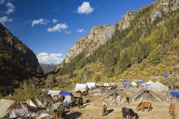 Tent camp, Yading Nature Reserve, Sichuan Province, China, Asia