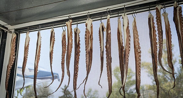 Tentacles of freshly caught Octopus hanging to dry in a Greek restaurant, Crete, Greek Islands, Greece, Europe