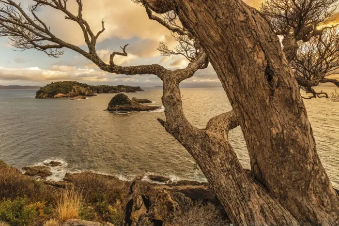 Framed Print : Tepare Point Reserve, Coromandel Peninsula, Waikato, North Island, New Zealand, Pacific Framed Print : Tepare Point Reserve, Coromandel Peninsula, Waikato, North Island, New Zealand, Pacific