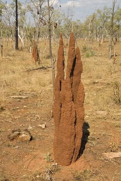 Termite hills in Gregory National Park, Northern Territory, Australia, Pacific
