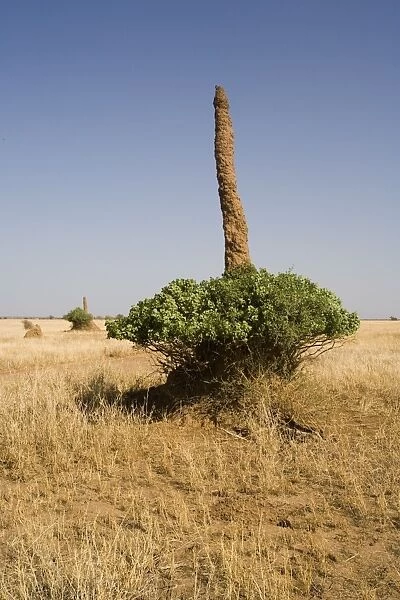 Termite mound in southern Ethiopia, Ethiopia, Africa