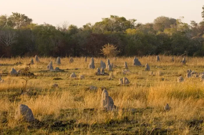 Framed Print : Termite mounds, Kafue National Park, Zambia, Africa