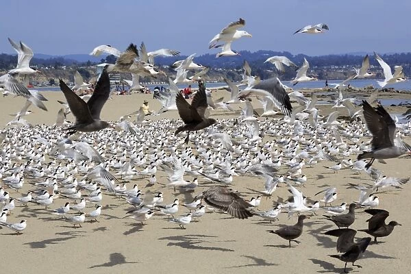 Terns and seagulls on Capitola Beach, Capitola City, Santa Cruz County, California, United States of America, North America