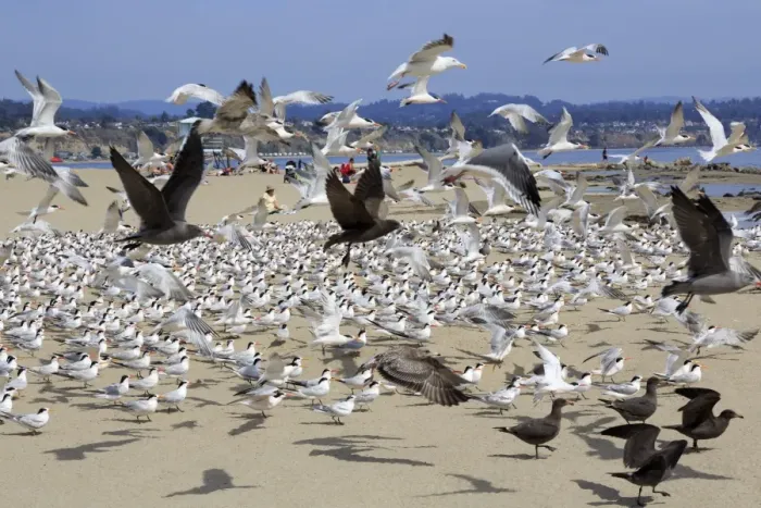 Framed Print : Terns and seagulls on Capitola Beach, Capitola City, Santa Cruz County, California, United States of America, North America Framed Print : Terns and seagulls on Capitola Beach, Capitola City, Santa Cruz County, California, United States of America, North America