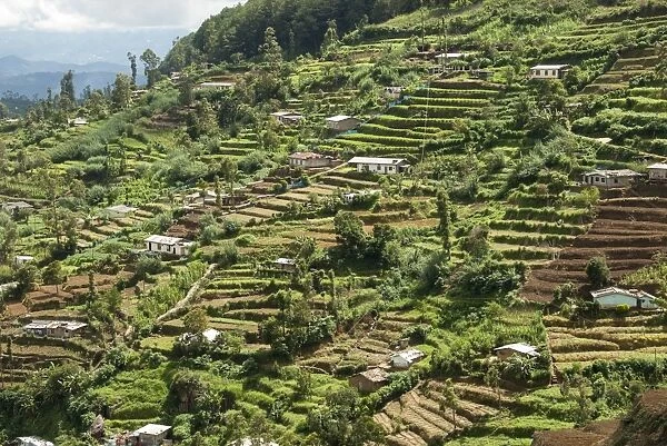 Terraced farmland above Ambewela, Hill Country, Sri Lanka, Asia