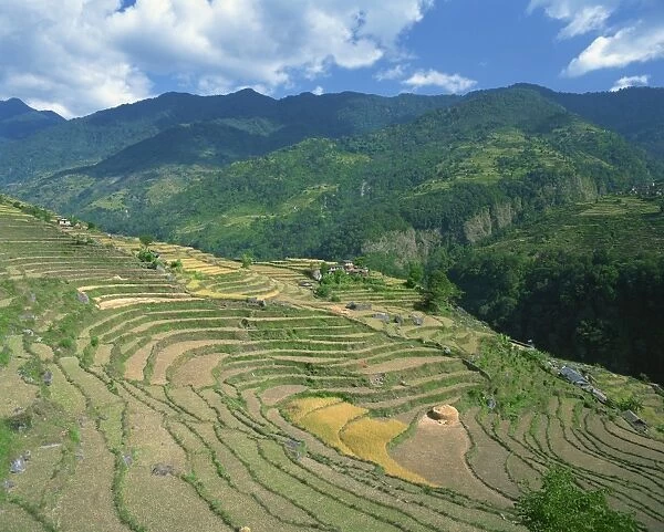 Terraced fields at rice harvest time in Annapurna District in Nepal
