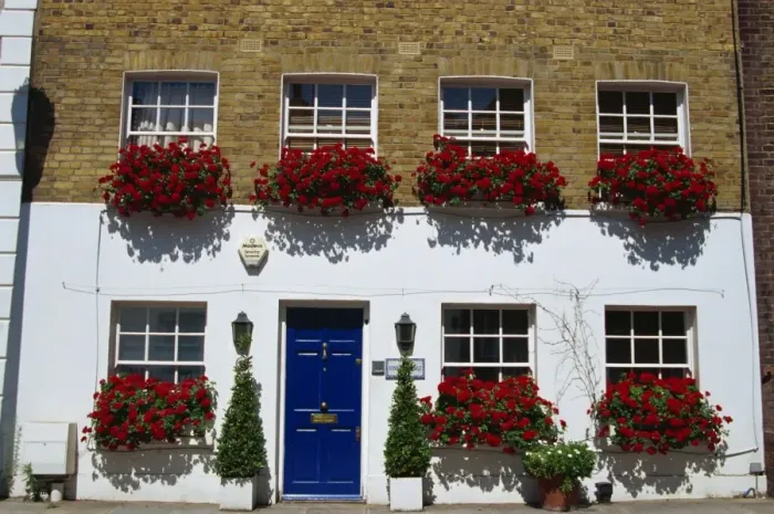 Framed Print : Terraced house with windowboxes of geraniums in Smith Terrace, London, England Framed Print : Terraced house with windowboxes of geraniums in Smith Terrace, London, England