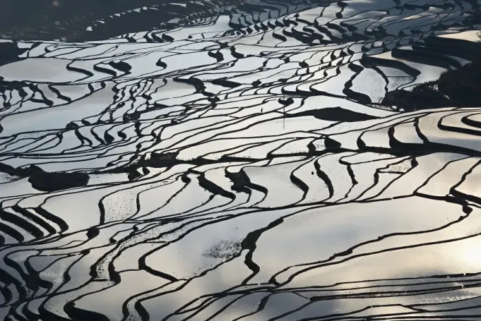 Framed Print : Terraced paddy-fields, Yuanyang, Yunnan, China, Asia Framed Print : Terraced paddy-fields, Yuanyang, Yunnan, China, Asia