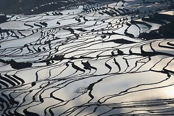 Terraced paddy-fields, Yuanyang, Yunnan, China, Asia