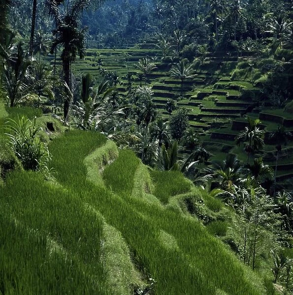 Terraced rice fields near Gagah
