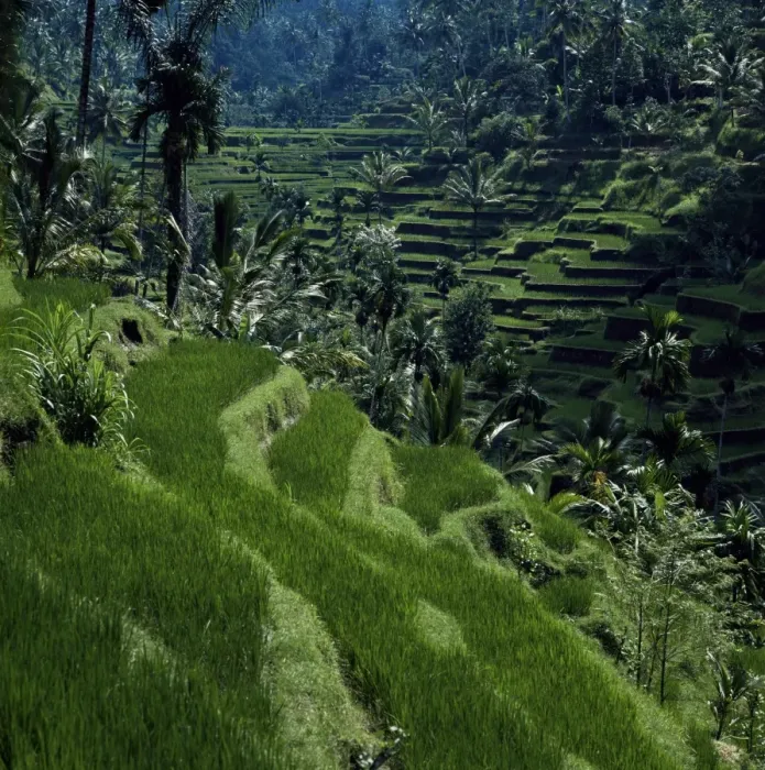 Framed Print : Terraced rice fields near Gagah Framed Print : Terraced rice fields near Gagah