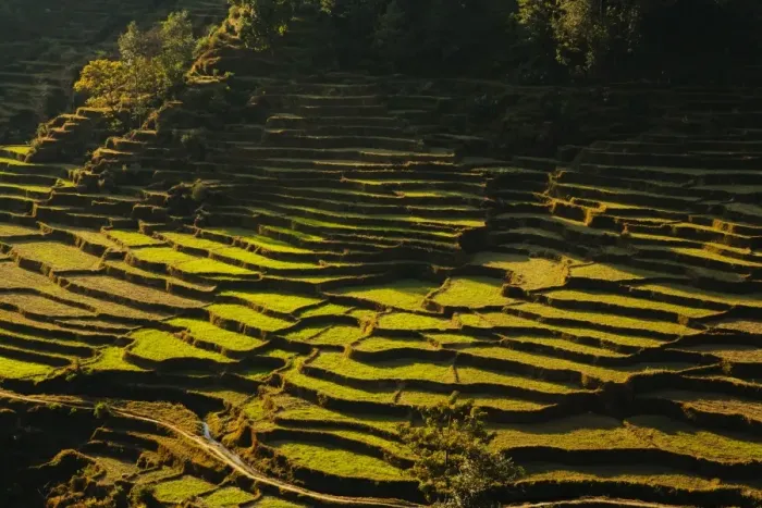 Framed Print : Terraced rice fields, near Pokhara, Gandak, Nepal, Asia Framed Print : Terraced rice fields, near Pokhara, Gandak, Nepal, Asia