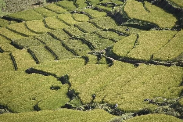 Terraced rice fields, Paro, Bhutan, Asia