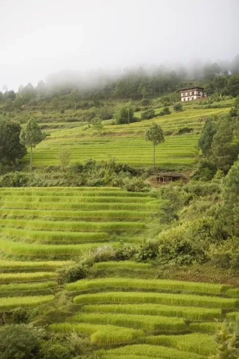 Framed Print : Terraced rice fields, Punakha, Bhutan, Asia Framed Print : Terraced rice fields, Punakha, Bhutan, Asia