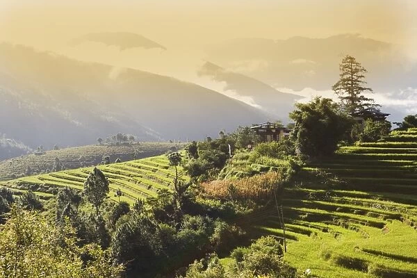 Terraced rice fields, Punakha, Bhutan, Himalayas, Asia
