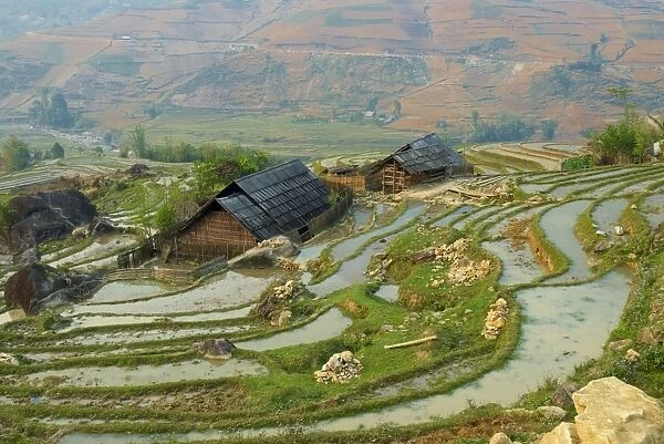 Terraced rice fields, Sapa area, North Vietnam, Vietnam, Indochina, Southeast Asia, Asia