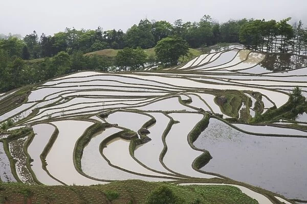 Terraced rice fields, Yuanyang, Yunnan Province, China, Asia