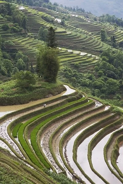 Terraced rice fields, Yuanyang. Yunnan Province, China, Asia