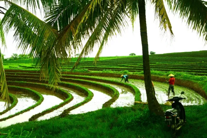 Framed Print : Terraced rice paddy in Ubud, Bali, Indonesia, Southeast Asia, Asia Framed Print : Terraced rice paddy in Ubud, Bali, Indonesia, Southeast Asia, Asia