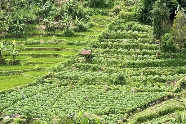 Terraced rice paddy and vegetables growing on the fertile sloping hills of central Java, Surakarta district, Java, Indonesia, Southeast Asia, Asia