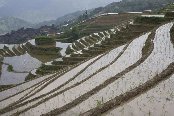 Terraced ricefields of Longshen, Guilin, Guangxi Province, China, Asia