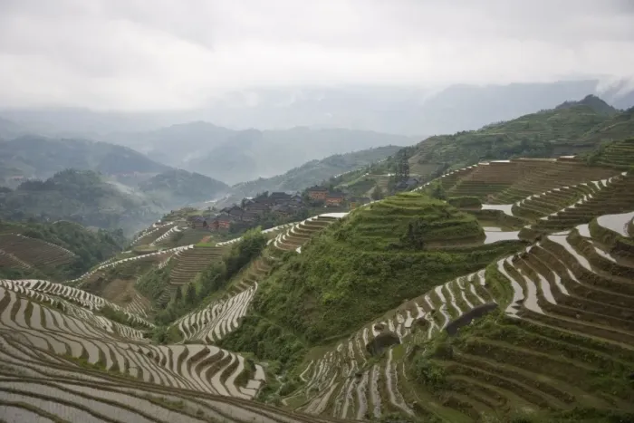 Framed Print : Terraced ricefields of Longshen, Guilin, Guangxi Province, China, Asia Framed Print : Terraced ricefields of Longshen, Guilin, Guangxi Province, China, Asia
