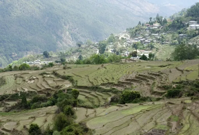 Framed Print : Terraced ricefields near Kuruthang, on the Puna Tsang Chu valley beside the road Framed Print : Terraced ricefields near Kuruthang, on the Puna Tsang Chu valley beside the road