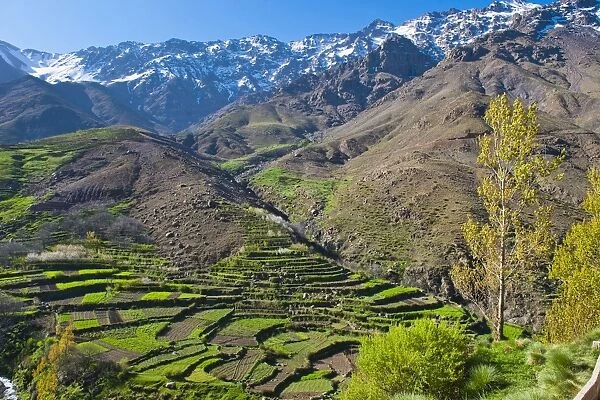 Terraced vegetable fields and farm land belonging to Berber farmers in the High Atlas Mountains, Morocco, North Africa, Africa