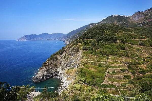 Terraced vineyards at Corniglia, Cinque Terre, UNESCO World Heritage Site, Liguria, Italy, Mediterranean, Europe