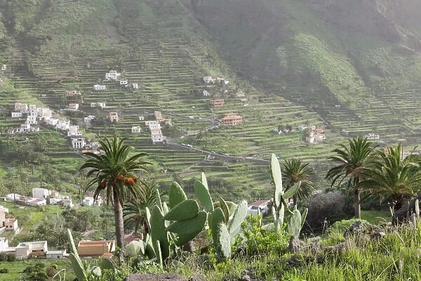 Terraces, Valle Gran Rey, La Gomera, Canary Islands, Spain, Europe