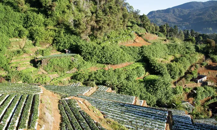 Framed Print : Terraces of vegetable crops near the town of Nuwara Eliya, Central Province, Sri Lanka Framed Print : Terraces of vegetable crops near the town of Nuwara Eliya, Central Province, Sri Lanka