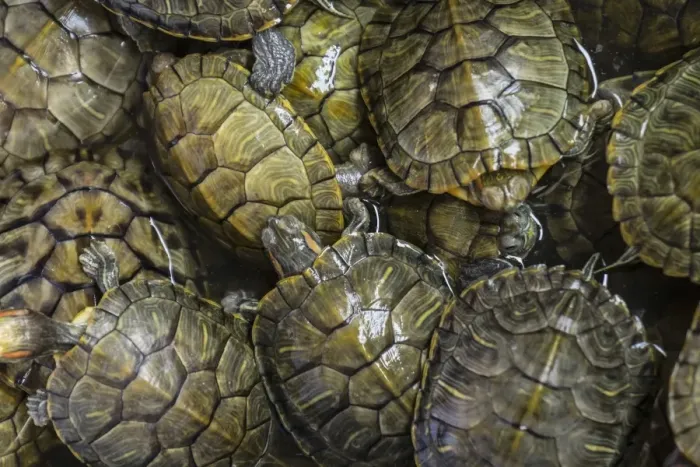 Framed Print : Terrapins at market, Guilin, Guangxi, China, Asia Framed Print : Terrapins at market, Guilin, Guangxi, China, Asia