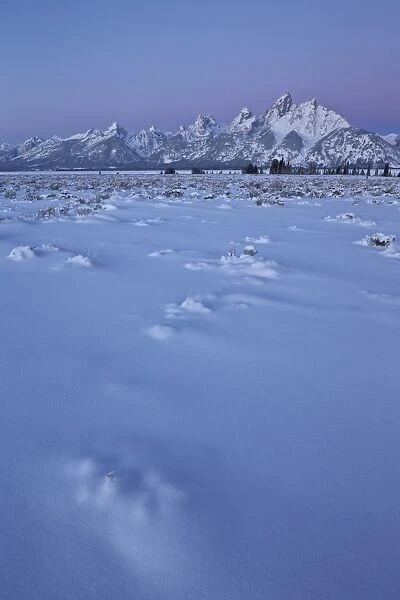 The Teton Range at dawn after a fresh snow, Grand Teton National Park, Wyoming, United States of America, North America