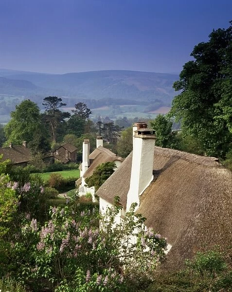 Thatched cottages at Selworthy Green, with Exmoor beyond, Somerset, England