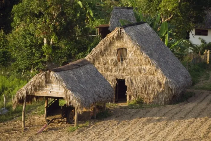 Framed Print : Thatched roof tobacco drying house, UNESCO World Heritage Site, Vinales Valley Framed Print : Thatched roof tobacco drying house, UNESCO World Heritage Site, Vinales Valley