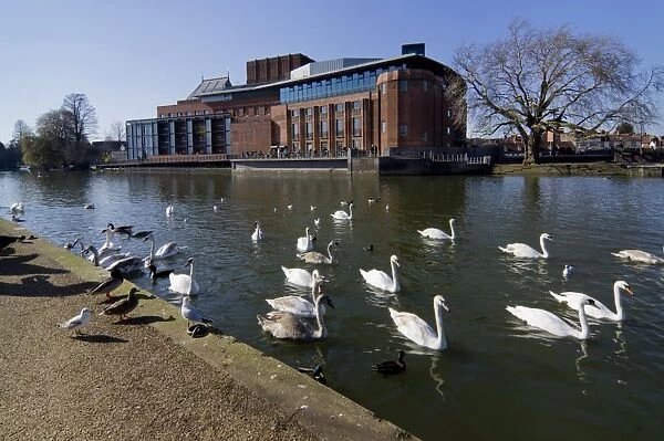 Theatre and swans on the River Avon, Stratford upon Avon, Warwickshire, England, United Kingdom, Europe