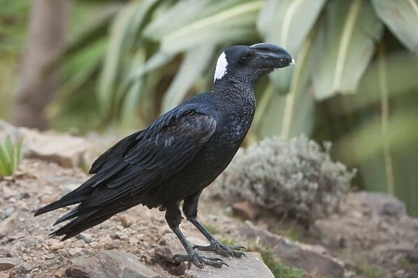 Thick-billed raven (Corvus crassirostris), Simien Mountains National Park, Amhara region, North Ethiopia, Ethiopia, Africa
