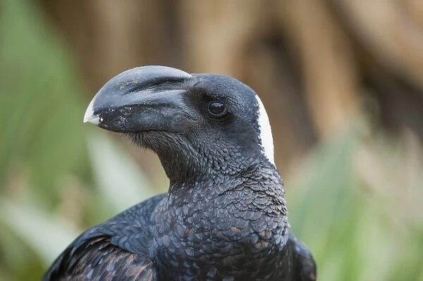 Thick-billed raven (Corvus crassirostris), Simien mountains National Park, Amhara region, North Ethiopia, Africa