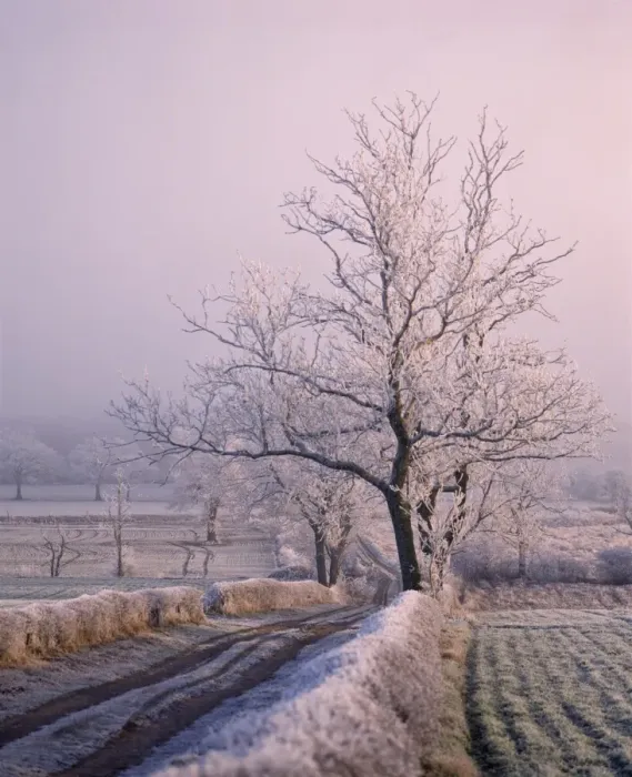 Framed Print : Thick frost on trees, Nottinghamshire, England, United Kingdom, Europe Framed Print : Thick frost on trees, Nottinghamshire, England, United Kingdom, Europe