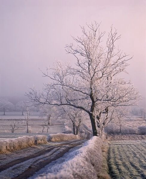 Thick frost on trees, Nottinghamshire, England, United Kingdom, Europe