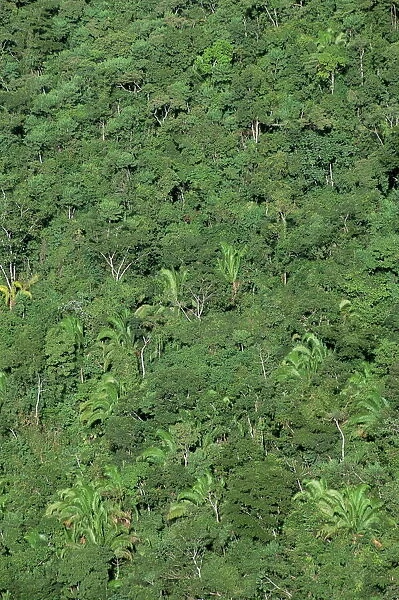 Thick jungle from the air, Cayo District, Belize, Cental America