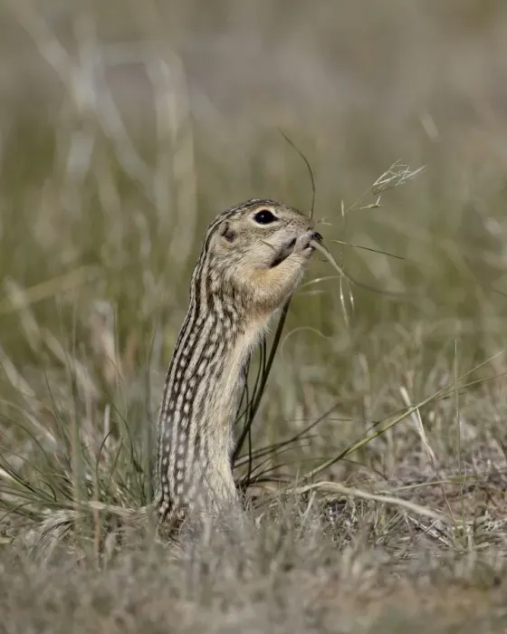 Framed Print : Thirteen-lined ground Squirrel (Citellus tridecemlineatus) feeding, Pawnee National Grassland, Colorado, United States of America, North America Framed Print : Thirteen-lined ground Squirrel (Citellus tridecemlineatus) feeding, Pawnee National Grassland, Colorado, United States of America, North America