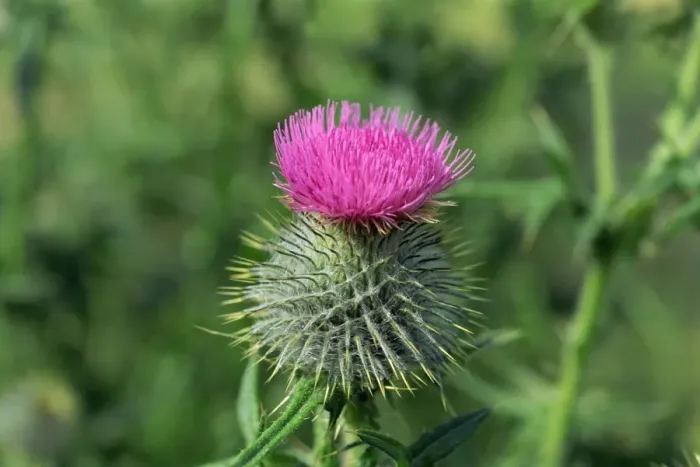 Framed Print : Thistle, emblem of Scotland Framed Print : Thistle, emblem of Scotland
