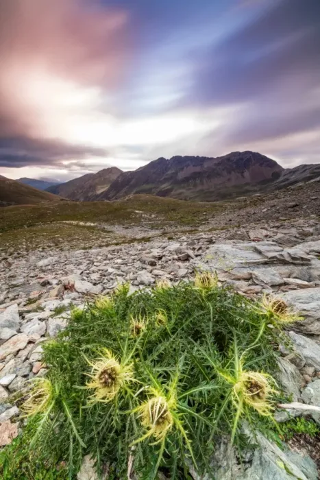 Framed Print : Thistle flowers and rocky peaks framed by pink clouds at sunrise, Braulio Valley Framed Print : Thistle flowers and rocky peaks framed by pink clouds at sunrise, Braulio Valley